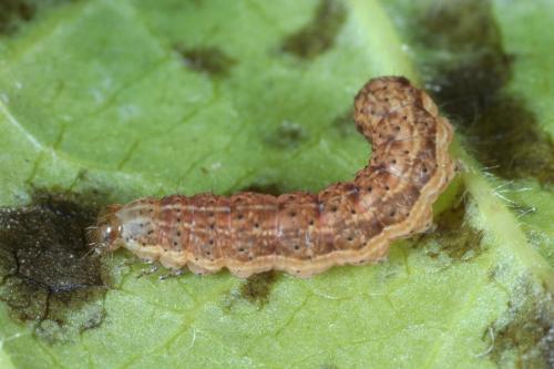 Réf. 317 912 : Plusiinae inconnu